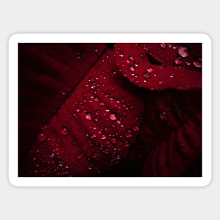 Red Leaf with Water Bubbles Sticker